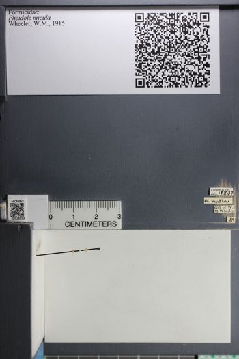 Media type: image; Entomology 528353